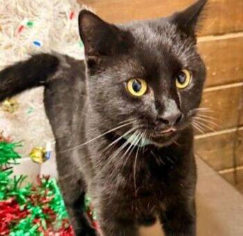 Domestic Short Hair Cats Available for Adoption - Shadow | PetCurious