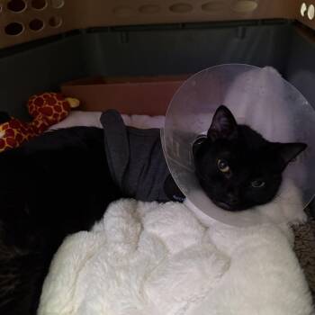 Woody -  Domestic Short Hair Cat for Adoption in Nashville, Tennessee - Woody | PetCurious
