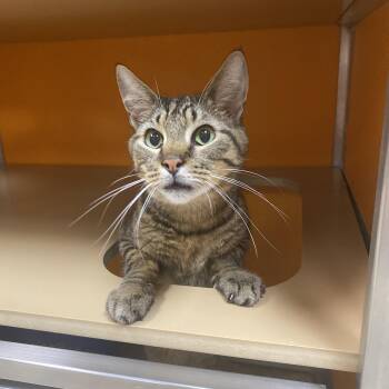 Keeko -  Domestic Short Hair Cat for Adoption in Elyria, Ohio - Keeko | PetCurious