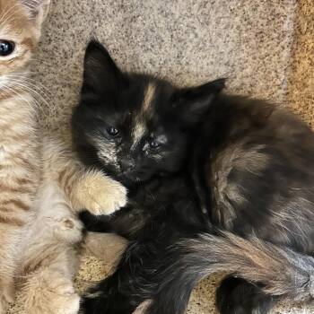 Scone -  Domestic Medium Hair Cat for Adoption in Reno, Nevada - Scone | PetCurious