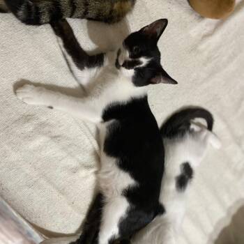 Georgie -  Domestic Short Hair Cat for Adoption in Johnson City, Tennessee - Georgie | PetCurious