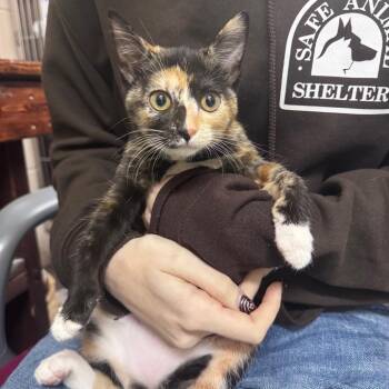 Shinobu 29893 -  Domestic Short Hair Cat for Adoption in Middleburg, Florida - Shinobu 29893 | PetCurious