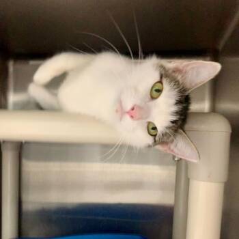 Rescue Domestic Short Hair Cats for Adoption in Carencro, Louisiana - Silent Treatment | PetCurious