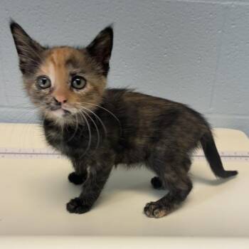 Aisle -  Domestic Medium Hair Cat for Adoption in Carencro, Louisiana - Aisle | PetCurious