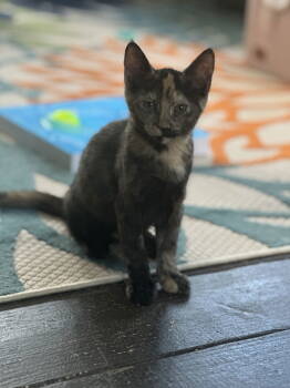 Rescue Domestic Short Hair Cats for Adoption in The Woodlands, Texas - Mibble | PetCurious