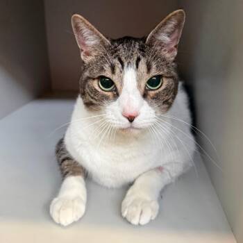 Kit -  Domestic Short Hair Cat for Adoption in Sarasota, Florida - Kit | PetCurious