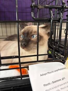 Mochi and Pebbles -  Siamese and Domestic Short Hair Cat for Adoption in Walnut Creek, California - Mochi And Pebbles | PetCurious