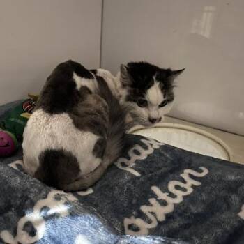 Millicent -  Domestic Long Hair Cat for Adoption in St. Louis, Missouri - Millicent | PetCurious