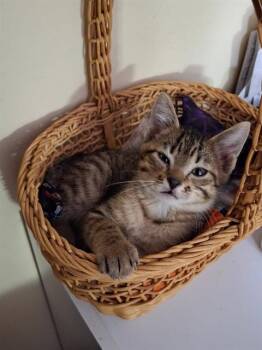 ENZO -  Domestic Short Hair Cat for Adoption - ENZO | PetCurious