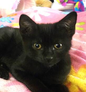 Tock (A141301) -  Domestic Short Hair Cat for Adoption in Burbank, California - Tock (A141301) | PetCurious