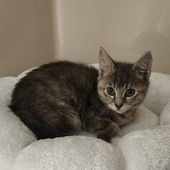Pincess Zelda -  Domestic Short Hair Cat for Adoption in Watertown, New York - Pincess Zelda | PetCurious