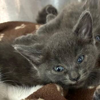 Nori -  Domestic Medium Hair Cat for Adoption in Oak Park, Illinois - Nori | PetCurious