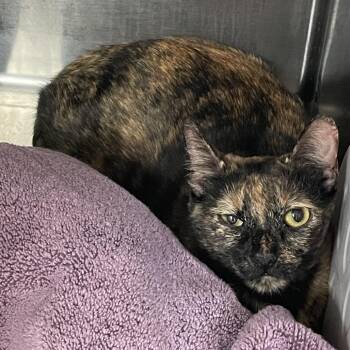 Domestic Short Hair Cats Available for Adoption - Rose | PetCurious