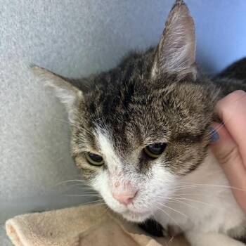 Domestic Short Hair Cats Available for Adoption in Pittsburgh, Pennsylvania - Unpaid Intern | PetCurious