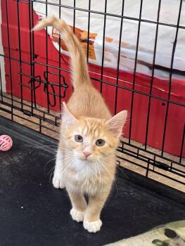 Rescue Domestic Short Hair Cats for Adoption in Seminole, Oklahoma - Sting | PetCurious