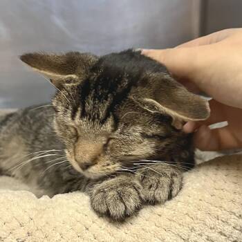 Amelia -  Domestic Short Hair Cat for Adoption in York, Pennsylvania - Amelia | PetCurious