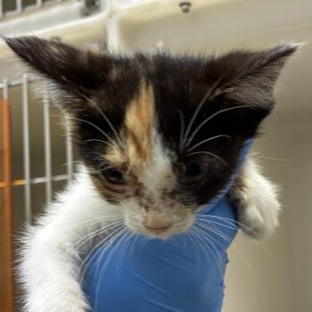 71672 -  Domestic Short Hair Cat for Adoption in Harrisonburg, Virginia - 71672 | PetCurious