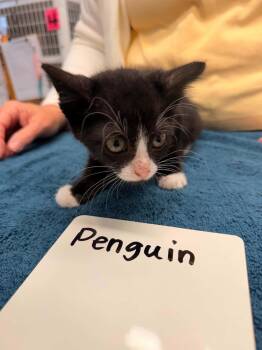 Penguin -  Domestic Short Hair Cat for Adoption in Vancouver, Washington - Penguin | PetCurious