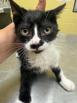 PAPOOSE -  Domestic Short Hair Cat for Adoption in Crossville, Tennessee - PAPOOSE | PetCurious