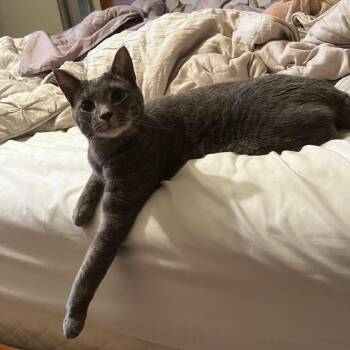Jagiya -  Domestic Short Hair Cat for Adoption in Madison, Wisconsin - Jagiya | PetCurious