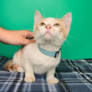 Ike -  Domestic Short Hair Cat for Adoption in San Antonio, Texas - Ike | PetCurious