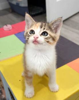 Calico and Tabby Cats Available for Adoption in Campbell, California - Bunny | PetCurious