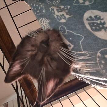 Teal (Bulldozer) -  Domestic Short Hair Cat for Adoption in Greensboro, North Carolina - Teal (Bulldozer) | PetCurious