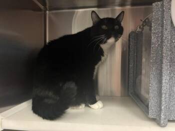 STINKY -  Domestic Short Hair Cat for Adoption in Colorado Springs, Colorado - STINKY | PetCurious