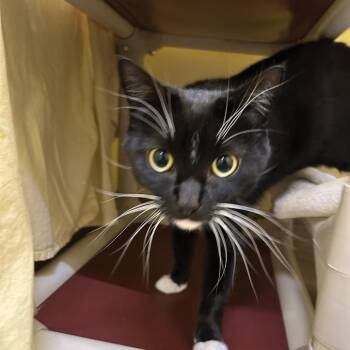 Soul -  Domestic Short Hair Cat for Adoption in Bedford, New Hampshire - Soul | PetCurious