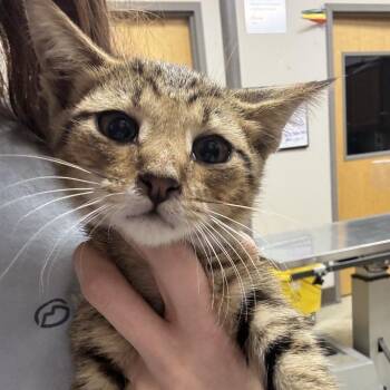 Sriracha - 071405U -  Domestic Short Hair Cat for Adoption in Tupelo, Mississippi - Sriracha - 071405U | PetCurious