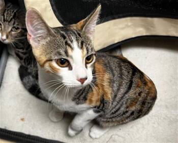 LYRA -  Domestic Medium Hair Cat for Adoption in Dallas, Texas - LYRA | PetCurious