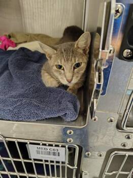 SIRI -  Domestic Short Hair Cat for Adoption in Ocala, Florida - SIRI | PetCurious