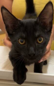 Rescue Domestic Short Hair Cats for Adoption in Elizabethton, Tennessee - JASPER | PetCurious