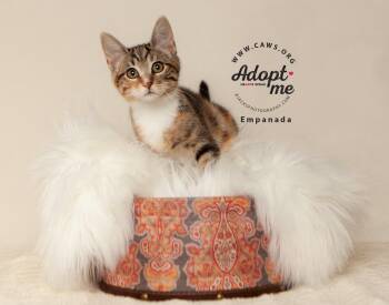 Empanada -  Domestic Short Hair Cat for Adoption in Millcreek, Utah - Empanada | PetCurious