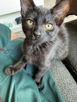 JETPACK -  Domestic Short Hair Cat for Adoption in Kent, Washington - JETPACK | PetCurious
