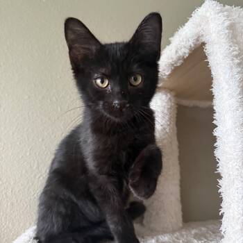 Rescue Domestic Short Hair Cats for Adoption in Blaine, Minnesota - E.T. | PetCurious