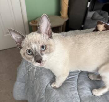 Shelly -  Siamese Cat for Adoption in Woodinville, Washington - Shelly | PetCurious