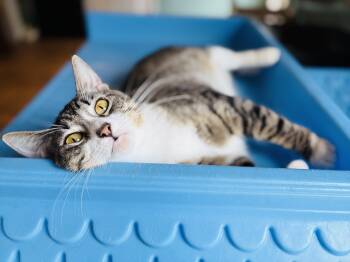 Domestic Short Hair Cats Available for Adoption in Lucedale, Mississippi - Peachy (watch Video) | PetCurious