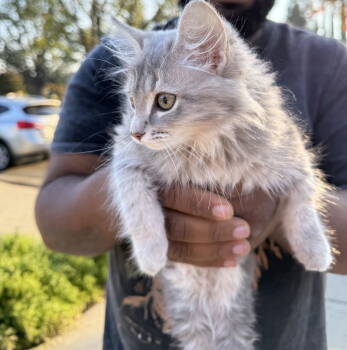 Rescue Turkish Angora and Domestic Long Hair Cats for Adoption in Vallejo, California - Baby Hog ( AP) | PetCurious