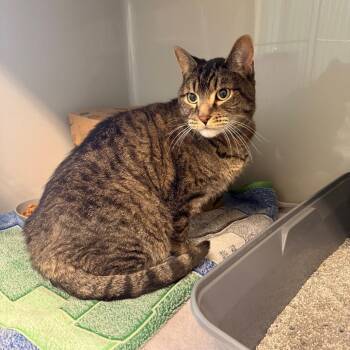 Boulder -  Domestic Short Hair Cat Available for Adoption in Saint Charles, Missouri - Boulder | PetCurious