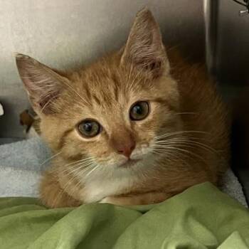 Sherbet -  Domestic Short Hair Cat for Adoption in Richmond, Virginia - Sherbet | PetCurious