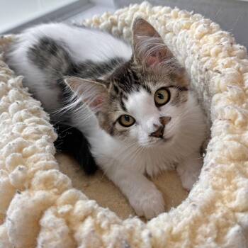 Praline -  Domestic Long Hair Cat for Adoption in Hailey, Idaho - Praline | PetCurious