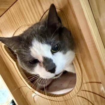 Gretel -  Domestic Short Hair Cat for Adoption in Kennett Square, Pennsylvania - Gretel | PetCurious