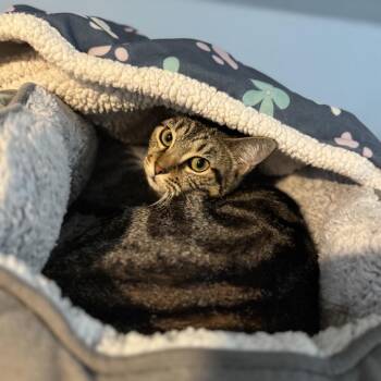 Domestic Short Hair Cats Available for Adoption - Silk | PetCurious