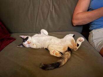 Nacho 5203 -  Domestic Short Hair Cat for Adoption in Bonsall, California - Nacho 5203 | PetCurious
