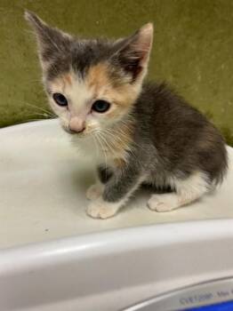 JUNE -  Domestic Short Hair Cat for Adoption in Riverside, California - JUNE | PetCurious