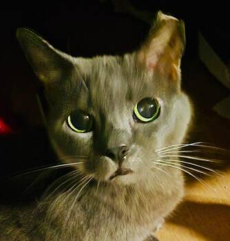 Precious -  Russian Blue and American Shorthair Cat for Adoption in Bertram, Texas - Precious | PetCurious