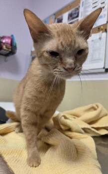Marigold -  Domestic Short Hair Cat for Adoption in Vancouver, Washington - Marigold | PetCurious