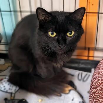 Rescue Domestic Medium Hair Cats for Adoption - Glinda | PetCurious