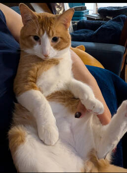 Rescue Domestic Short Hair Cats for Adoption in Poplar Grove, Illinois - Gus Gus Goose | PetCurious